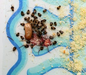 cockroach egg sack with lots of baby cockroaches stuck on a catcher