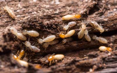 Termite season in SE Louisiana and Mississippi - Presto-X "Formerly Fischer"