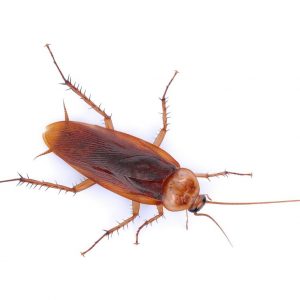 American cockroach information and identification in SE Louisiana and Mississippi - Presto-X "Formerly Fischer"
