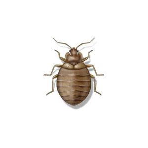 Presto-X "Formerly Fischer" provides bed bug inspections and treatments in the MS and LA region.