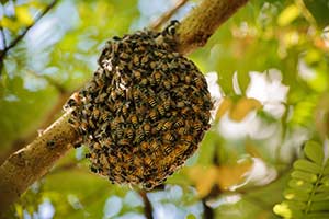 Bee, Wasp and Hornet Nest Removal in New Orleans, SE Louisiana and Mississippi by Presto-X 