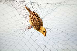 Professional bird exclusion services in New Orleans, SE Louisiana & Mississippi by Presto-X 