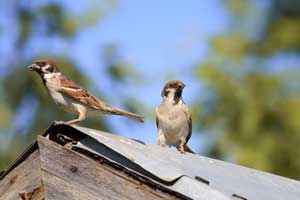 Ways to bird proof your home by Presto-X 