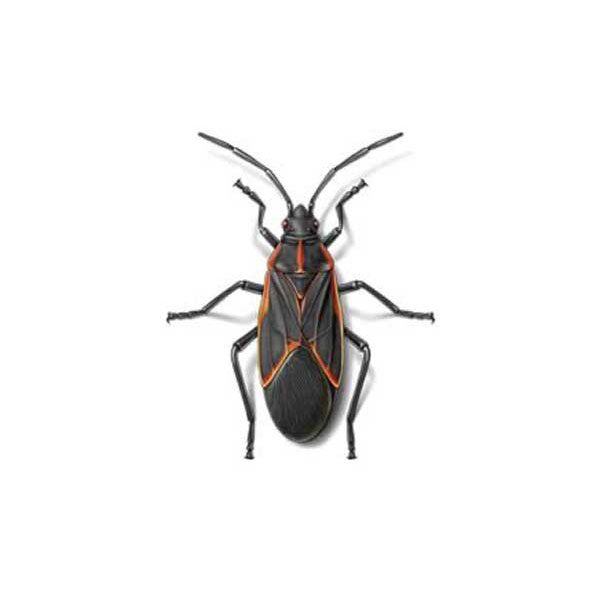 Presto-X "Formerly Fischer" provides information on the boxelder bug in LA and MS.