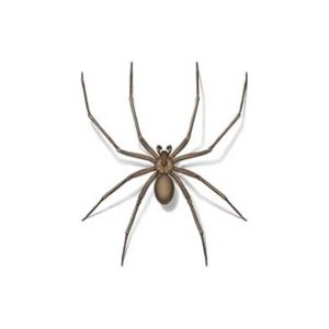 Presto-X "Formerly Fischer" provides information on the recluse spider in New Orleans and Covington LA.