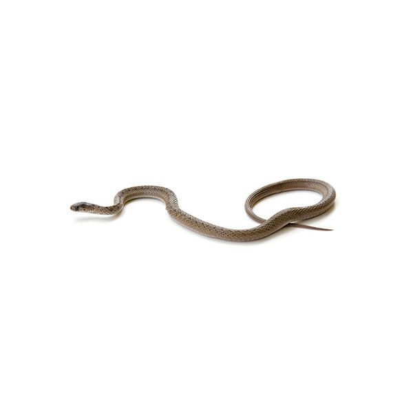 Brown Snake Identification Habits Behavior Presto X Formerly Fischer