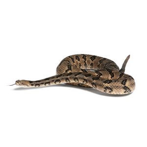 Learn how to identify and prevent the canebrake rattlesnake from your southeast LA or MS home. Presto-X "Formerly Fischer"