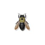 Presto-X "Formerly Fischer" provides information on the carpenter bee in southeast LA and MS.