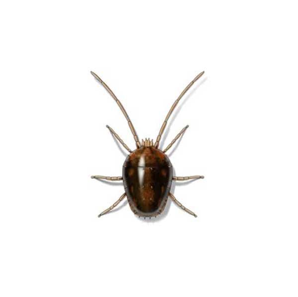 Presto-X "Formerly Fischer" provides information on preventing and controlling clover mites in southeast LA.