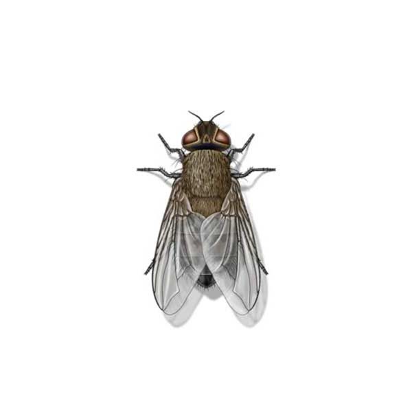 Learn how to identify and prevent the cluster fly in the New Orleans area - Presto-X "Formerly Fischer"