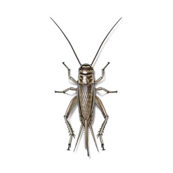 Presto-X "Formerly Fischer" provides information on crickets in the LA and MS areas.
