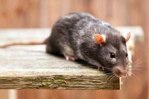 DANGERS OF RODENTS IN LOUISIANA from Presto-X, formerly Fischer Environmental