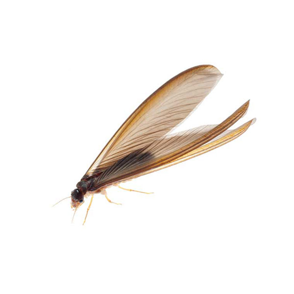 Learn how to identify drywood termites in New Orleans and Hammond LA - Presto-X "Formerly Fischer"