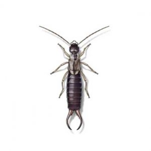 Presto-X "Formerly Fischer" provides information on earwigs in New Orleans and Hammond LA