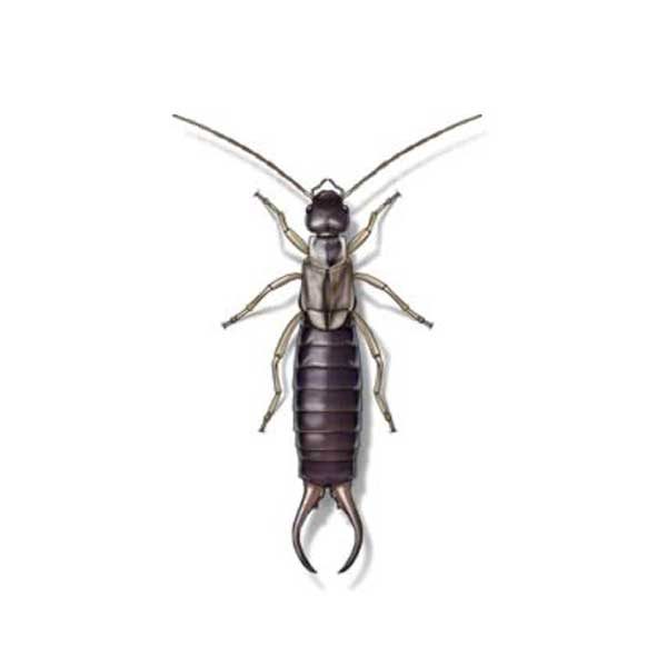 Presto-X "Formerly Fischer" provides information on earwigs in New Orleans and Hammond LA