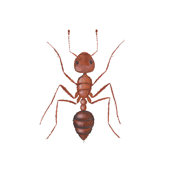 Presto-X "Formerly Fischer" provides info on the fire ant in Southeast LA and MS.