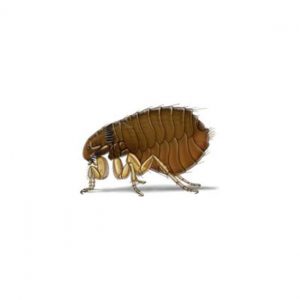 Learn how to identify and prevent fleas in Hammond and Slidell LA - Presto-X "Formerly Fischer"