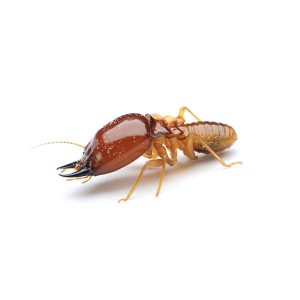 Learn how to identify and prevent formosan termites in New Orleans and Slidell LA - Presto-X "Formerly Fischer"