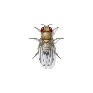 Learn how to identify and prevent the fruit fly in New Orleans and Mandeville LA - Presto-X "Formerly Fischer"