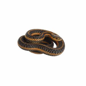 Garter Snake identification in Louisiana and Mississippi - Presto-X "Formerly Fischer"
