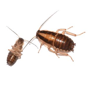 German cockroach identification and information in SE Louisiana and Mississippi - Presto-X "Formerly Fischer"
