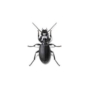 Presto-X "Formerly Fischer" provides information on the ground beetle in the New Orleans LA area.