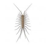 Presto-X "Formerly Fischer" provides info on preventing and controlling house centipedes in New Orleans and Hammond LA.