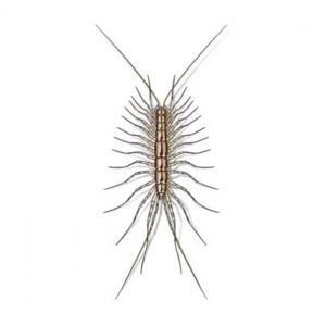 Presto-X "Formerly Fischer" provides info on preventing and controlling house centipedes in New Orleans and Hammond LA.