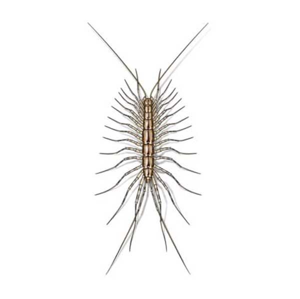 Presto-X "Formerly Fischer" provides info on preventing and controlling house centipedes in New Orleans and Hammond LA.