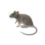 Learn how to identify and prevent the house mouse in New Orleans and Hammond LA - Presto-X "Formerly Fischer"