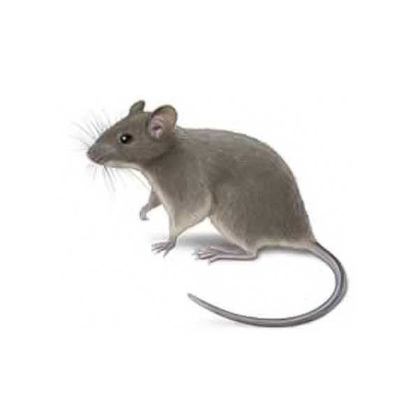 Learn how to identify and prevent the house mouse in New Orleans and Hammond LA - Presto-X "Formerly Fischer"