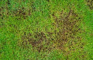Lawn root rot treatment services by Presto-X, formerly Fischer Environmental in New Orleans, SE Louisiana & Mississippi