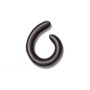 Presto-X "Formerly Fischer" provides information on millipedes in New Orleans and Mandeville LA.