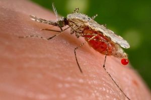 What are Chikungunya & West Nile Viruses - Professional mosquito control by Presto-X, formerly Fischer Environmental in New Orleans, SE Louisiana & Mississippi