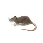 Learn how to identify and prevent the Norway rat in LA and MS - Presto-X "Formerly Fischer"