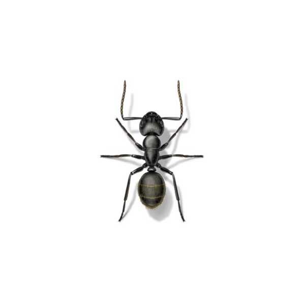 Presto-X "Formerly Fischer" provides information on odorous house ants in the New Orleans area.