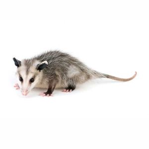 opossum identification in Louisiana and Mississippi - Presto-X "Formerly Fischer"