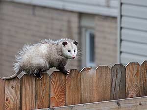 Oppossum trapping and removal by Presto-X, formerly Fischer Environmental in New Orleans, SE Louisiana & Mississippi