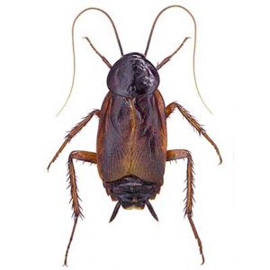 Oriental cockroach identification and habitat - Presto X formerly Fischer