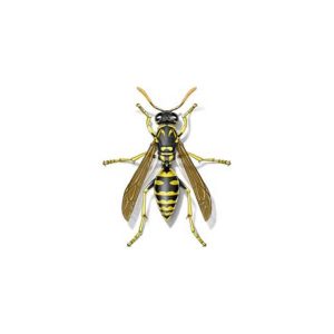 Learn how to identify paper wasps in Slidell and Hammond LA - Presto-X "Formerly Fischer"