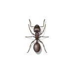 Presto-X "Formerly Fischer" provides information on pavement ants in SE Louisiana and Mississippi.
