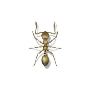Presto-X "Formerly Fischer" provides pharaoh ant prevention and control in SE Louisiana and Mississippi.