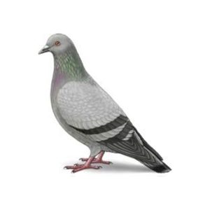 Presto-X "Formerly Fischer" provides information on pigeons in southeast LA and MS.