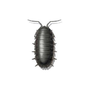 Presto-X "Formerly Fischer" provides information on pillbugs in Covington and Slidell LA.