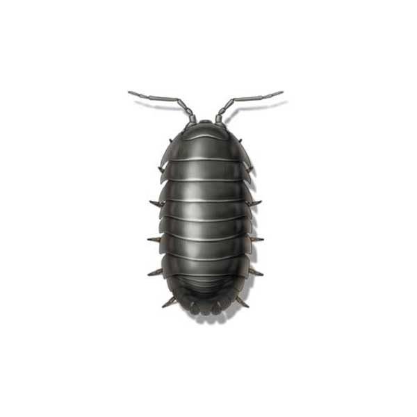 Presto-X "Formerly Fischer" provides information on pillbugs in Covington and Slidell LA.