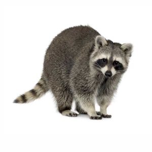 raccoon identification in Louisiana and Mississippi - Presto-X "Formerly Fischer"