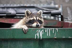 Raccoon trapping and removal in New Orleans, SE Louisiana & Mississippi by Presto-X, formerly Fischer Environmental