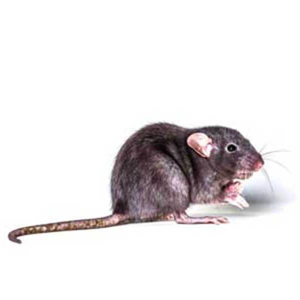 Learn how to identify and prevent the roof rat in southeast LA and MS - Presto-X "Formerly Fischer"