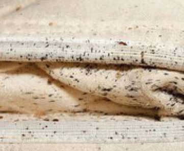 How to Dispose of Termite Infested Wood 