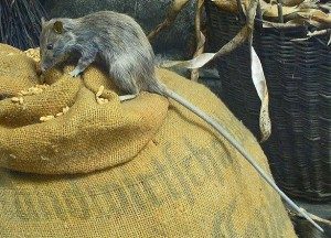 Signs You have a Rodent Infestation in by Presto-X, formerly Fischer Environmental - Rodent extermination services in New Orleans, SE Louisiana & Mississippi